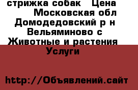 стрижка собак › Цена ­ 1 000 - Московская обл., Домодедовский р-н, Вельяминово с. Животные и растения » Услуги   